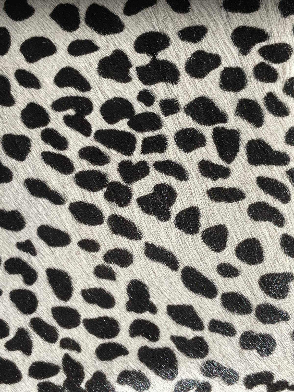 DALMATIAN ADRIANE